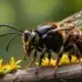 Hornet with black and yellow striped abdomen perched on a tree limb among small yellow flowers, close-up view of its thorax and wings